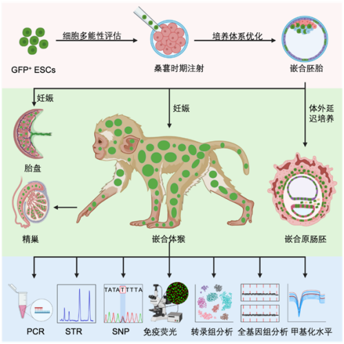 國際首次！中國科學(xué)家成功構(gòu)建胚胎干細(xì)胞嵌合體猴(圖3)